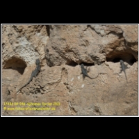 17436 04 046 Aphamea Syrien 2011.JPG